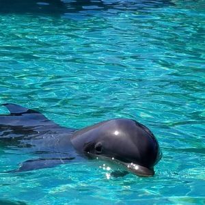 Meet your Posher, Dina